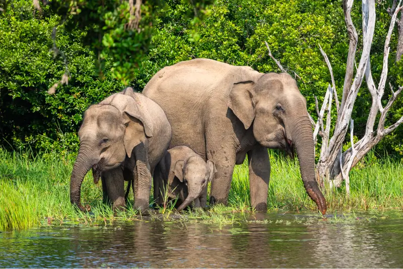 Safari Adventures in Yala National Park